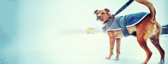 Helping your dog deal with dropping temperatures